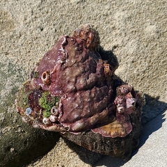 Megastraea undosa
