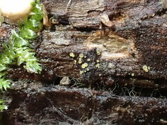 Mollisia sublividula