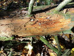 Dacrymyces corticioides