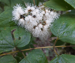 Ageratina areolaris