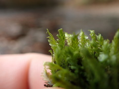 Fissidens ventricosus