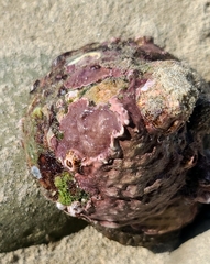 Megastraea undosa