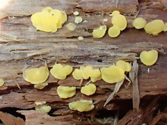 Dacrymyces corticioides