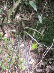 Pseudopanax crassifolius