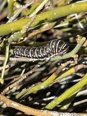 Papilio polyxenes rudkini