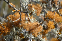 Teloschistes capensis