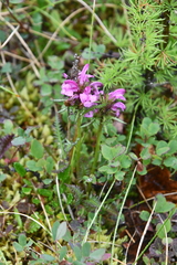 Pedicularis sudetica interioroides