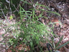 Dacrydium cupressinum