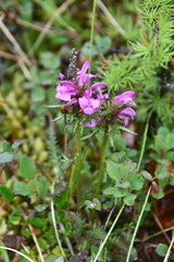 Pedicularis sudetica interioroides