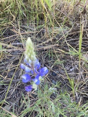 Lupinus breweri