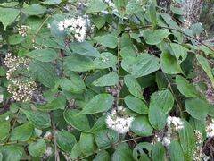 Ageratina areolaris