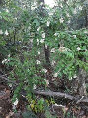 Ageratina areolaris