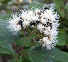 Ageratina areolaris