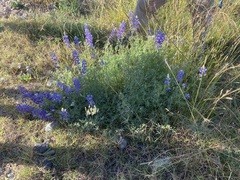 Lupinus breweri