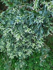 Baccharis halimifolia