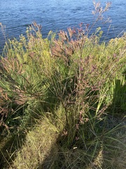 Verbena brasiliensis