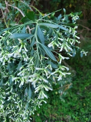 Baccharis halimifolia