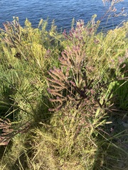 Verbena brasiliensis
