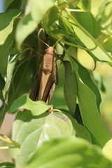 Schistocerca damnifica