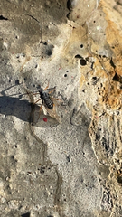 Tuberolachnus salignus