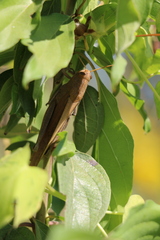 Schistocerca damnifica