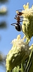 Endiodioctes