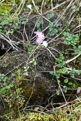Primula nutans