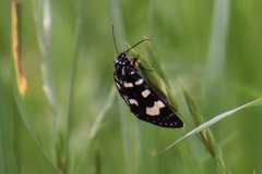 Phalaenoides tristifica