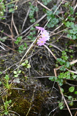 Primula nutans