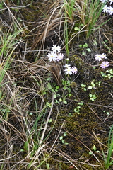 Primula nutans