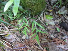 Asplenium flaccidum