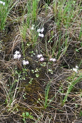 Primula nutans