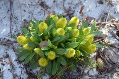 Polygala nana