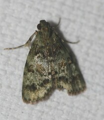 Stericta chlorophoena