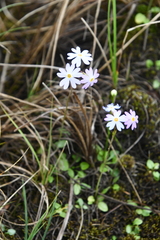 Primula nutans