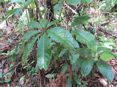 Schefflera digitata