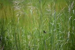 Phalaenoides tristifica