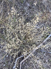 Eragrostis hypnoides