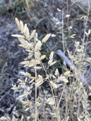 Eragrostis hypnoides