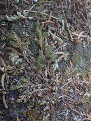 Selaginella wallacei