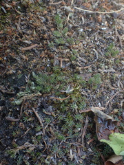 Selaginella wallacei