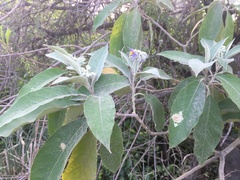 Solanum granulosoleprosum