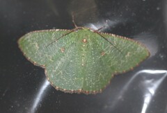 Eucyclodes metaspila