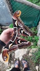 Archaeoattacus edwardsii