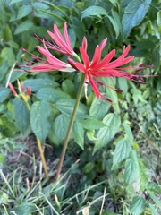Lycoris