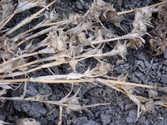 Sporobolus aculeatus