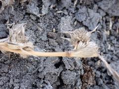 Sporobolus aculeatus