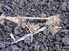 Sporobolus aculeatus