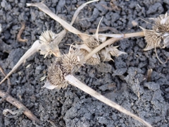 Sporobolus aculeatus