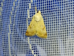 Heliothis nubigera